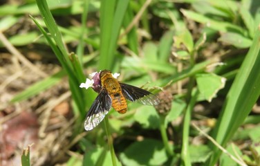 Hoverfly on phyla flower in Florida nature, closeup