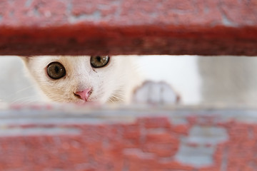 white cat hiding behind wooden board and looking in camera