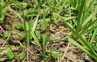 Tropical hoverfly on grass background in Florida nature