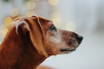 Red dog Dachshund on Christmas background.