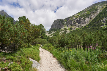 Fototapeta na wymiar High mountain path in deep walley between two peaks across virgin alpine dwarf mountain pine forest in High Tatras mountains in Slovakia. Tatras are highest mountain range in Carpathian Mountains.