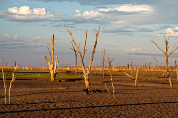 Dead trees at the wasteland of Lake Argyle at sunset with claudy sky as background at the outback...