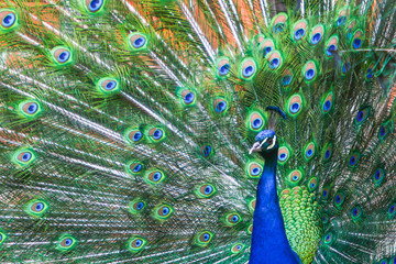 Obraz premium Blue peacock spreading wings