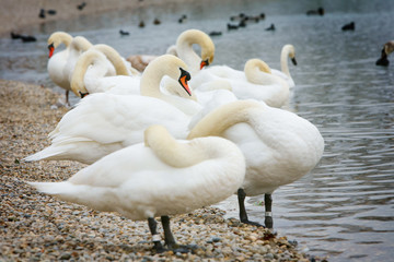 Group of swans on lake shore