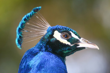 Side view of indian blue peacock