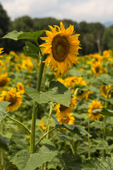 Sunflower Flower Blossom. Golden sunflower in the field backlit by the rays of the setting sun.