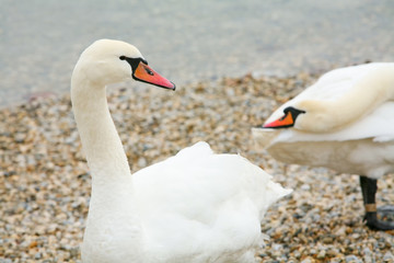 Swans on lake shore
