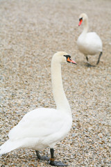 Swans on pebble