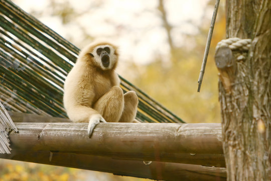 Gibbon sitting on wooden beam