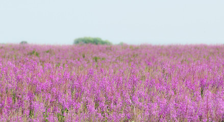 Naklejka premium field lilac flowers