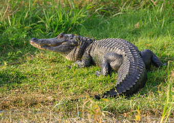 alligator in the wild