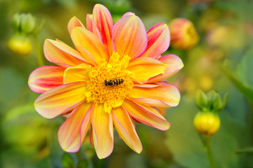 Insect friendly garden  -  Open-centered dahlia flowers