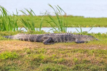 alligator taking a sun bath