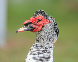 duck with red face 