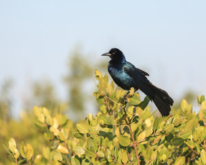 Grackle perched in a bush 