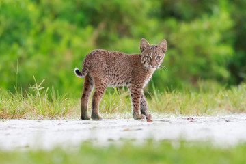 bobcat in the wild