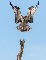 Osprey landing in a tree