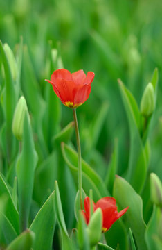 Red tulip over green background. shallow DOF