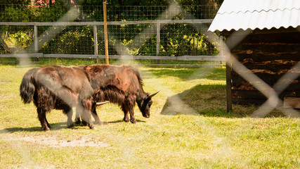 Yaks, cows, herd of cows, big animals, farm, hacienda, milk, travel, vacation, village, herbivores,...