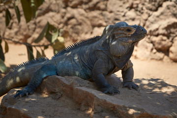 Obraz premium Iguana resting