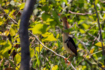 The least bittern (Ixobrychus exilis) is a small heron. He uses natural environment in reeds and woody plants growing around water surfaces