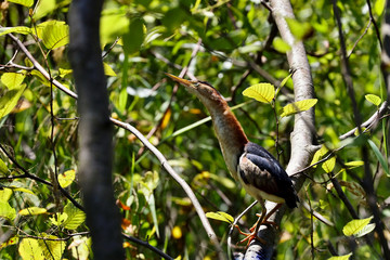 Naklejka premium The least bittern (Ixobrychus exilis) is a small heron. He uses natural environment in reeds and woody plants growing around water surfaces