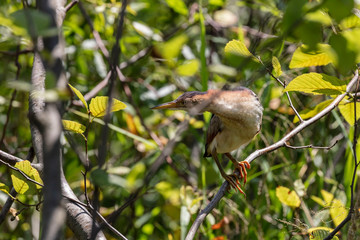 The least bittern (Ixobrychus exilis) is a small heron. He uses natural environment in reeds and woody plants growing around water surfaces