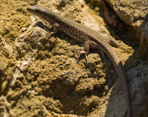 The sand lizard (Lacerta agilis) is a lacertid lizard. The habitat of the reptile is in a rocky area. An old lizard resting on a rock on a Sunny day. The wise reptile, enjoy the passing life.