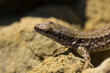 The sand lizard (Lacerta agilis) is a lacertid lizard. The habitat of the reptile is in a rocky area. An old lizard resting on a rock on a Sunny day. The wise reptile, enjoy the passing life.