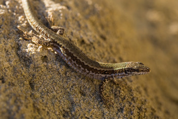 The sand lizard (Lacerta agilis) is a lacertid lizard. The habitat of the reptile is in a rocky area. An old lizard resting on a rock on a Sunny day. The wise reptile, enjoy the passing life.