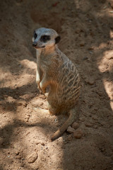 Standing lemur takes advantage of the shade
