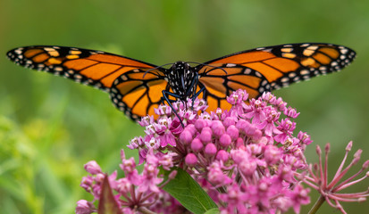 Monarch butterfly