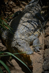 The Crocodile does not like the visit