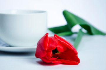 red rose and cup