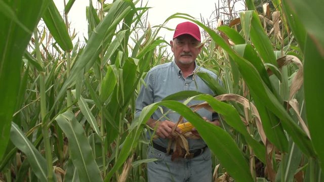 Corn farmer walking through his field towards camera