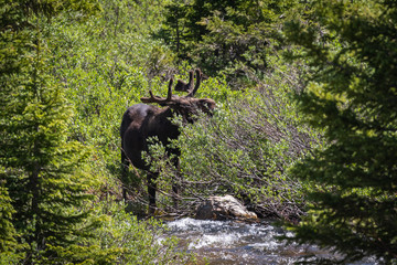 Bull moose eating from a willow tree