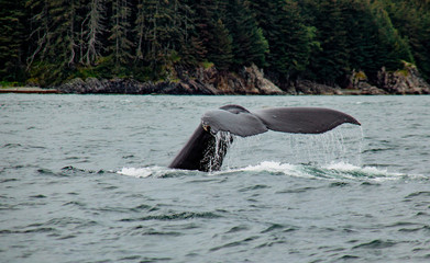 Fototapeta premium Diving Humpback Whale