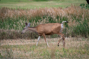 Mule deer walking in a thick grassy area