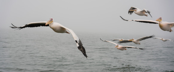 Great White Pelicans in flight