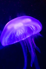 Jellyfish in an aquarium under colored lights.