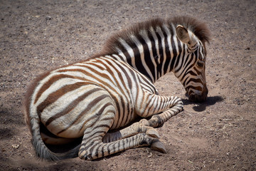 Little zebra resting