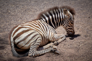 Fototapeta na wymiar Little zebra resting