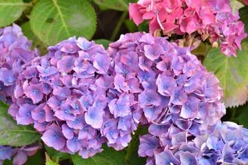 Magnifiques hortensias de Bretagne. France