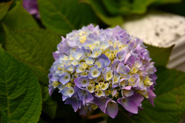 lavender and yellow hydrangea flower close up
