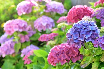 Magnifiques hortensias de Bretagne. France