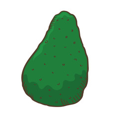 Avocado vector cartoon isolated. Healthy food. 