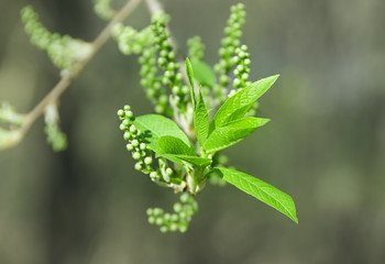 photo of beauty spring blooming
