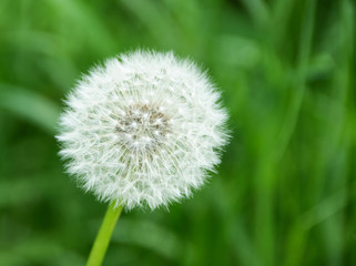 alone white dandelion over green background