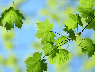 Fototapeta na wymiar Fresh maple leaves