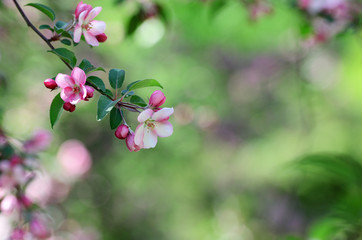 Fototapeta na wymiar Apple blossom.